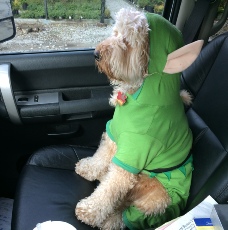 Goldendoodle in a green costume