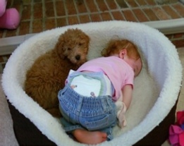 Toddler and multipoo laying a dog bed