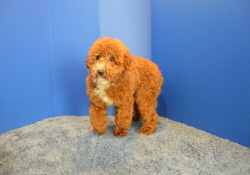 Toby the doodle