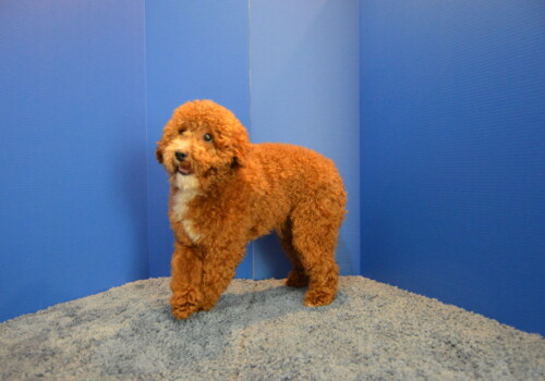 Red doodle named Toby
