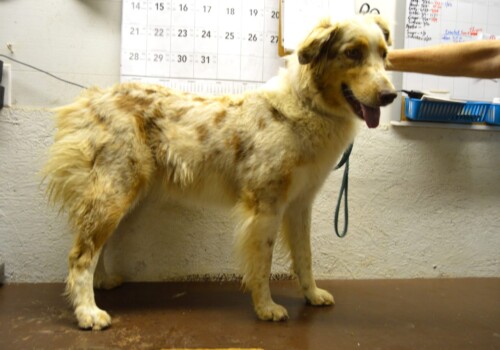 Miniature Aussie with white and light brown spots