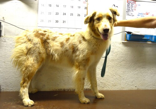 Aussie named Dolly