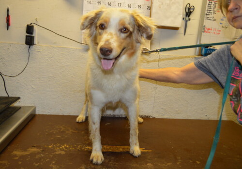 Dolly the Aussie